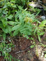 Astragalus americanus
