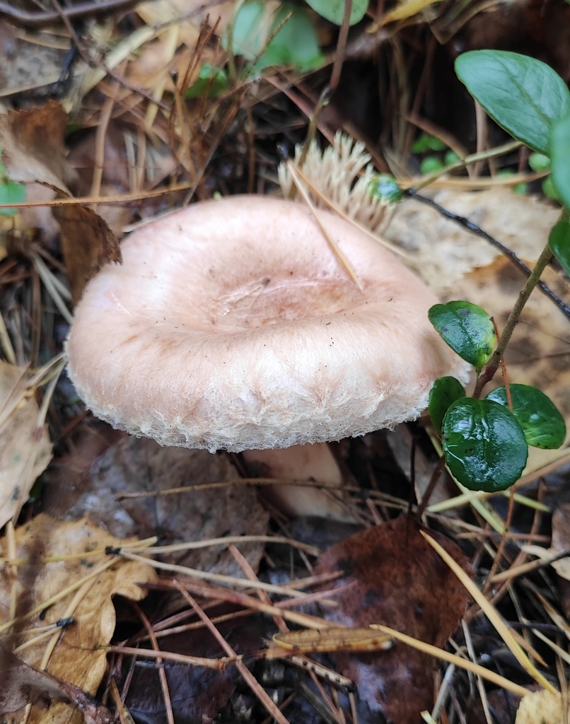 Lactarius torminosus · September 2020 · photo: © wrrite (iNaturalist, cc-by)