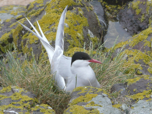Arctic Tern