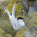 Arctic Tern - Photo (c) Pete Mella, some rights reserved (CC BY-NC-ND), uploaded by petemella