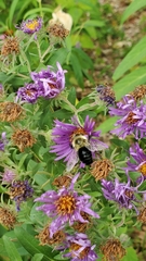 Bombus impatiens