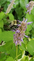 Bombus impatiens