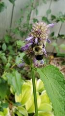 Bombus impatiens
