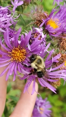 Bombus impatiens