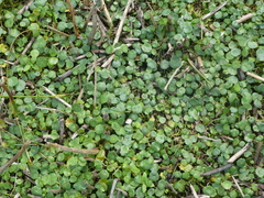 Hydrocotyle vulgaris