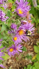Bombus impatiens