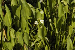 Sagittaria macrophylla