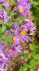 Bombus impatiens