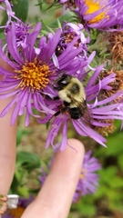 Bombus impatiens