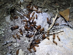 Camponotus sansabeanus