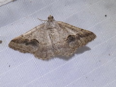 Frederickia s-signata