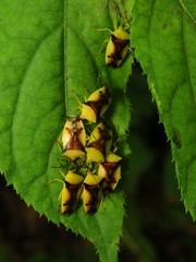 Elasmostethus atricornis