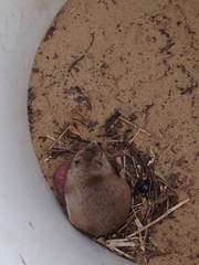 Onychomys leucogaster