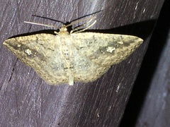 Homochlodes lactispargaria