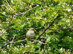 Phylloscopus ibericus