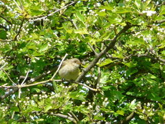Phylloscopus ibericus