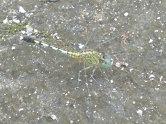 Diplacodes trivialis