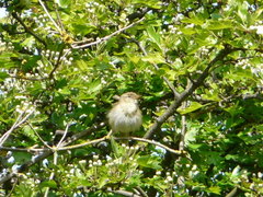 Phylloscopus ibericus