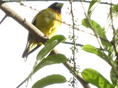 Coccothraustes abeillei