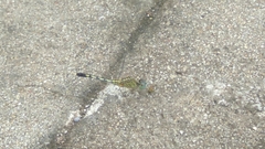 Diplacodes trivialis