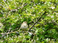 Phylloscopus ibericus