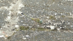 Diplacodes trivialis