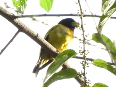Coccothraustes abeillei