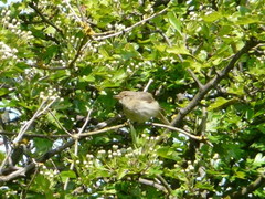 Phylloscopus ibericus