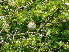 Phylloscopus ibericus