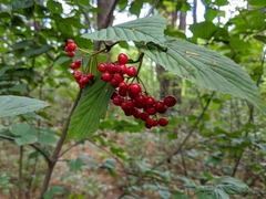 Viburnum wrightii