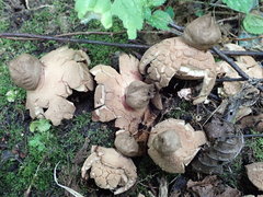 Geastrum rufescens