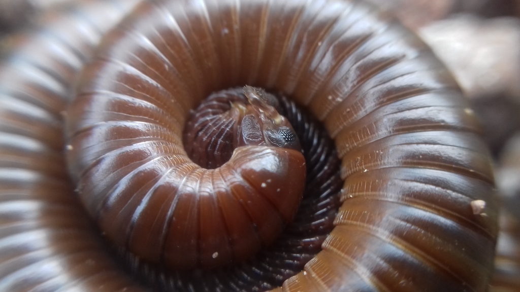 Texas Millipede