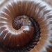 Texas Millipede - Photo (c) Usvaldo GC, some rights reserved (CC BY-NC), uploaded by Usvaldo GC