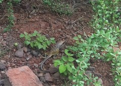 Crotaphytus nebrius