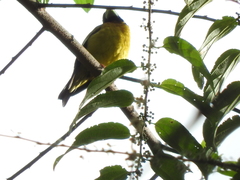 Coccothraustes abeillei