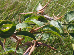 Vincetoxicum rossicum