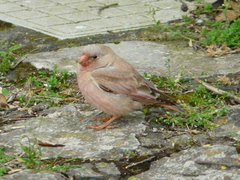 Bucanetes githagineus