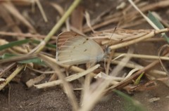 Colotis danae eupompe