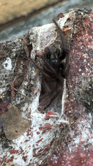 Segestria florentina