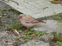 Bucanetes githagineus