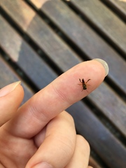 Tetragonisca angustula