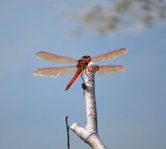 Libellula auripennis