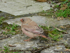 Bucanetes githagineus