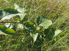 Vincetoxicum rossicum