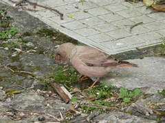 Bucanetes githagineus