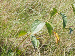 Vincetoxicum rossicum