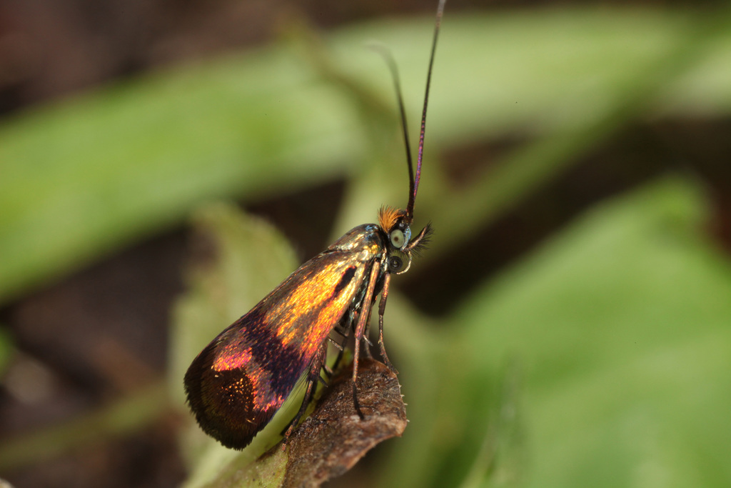 Fairy Moths and Allies