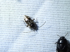 Eustictus