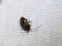 Eustictus