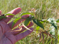 Vincetoxicum rossicum